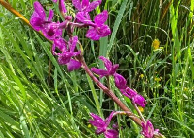 Bio Thop Paysage (11)